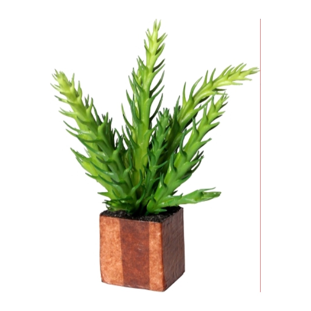 Kub Euphoria Kruka 16cm, Cactus