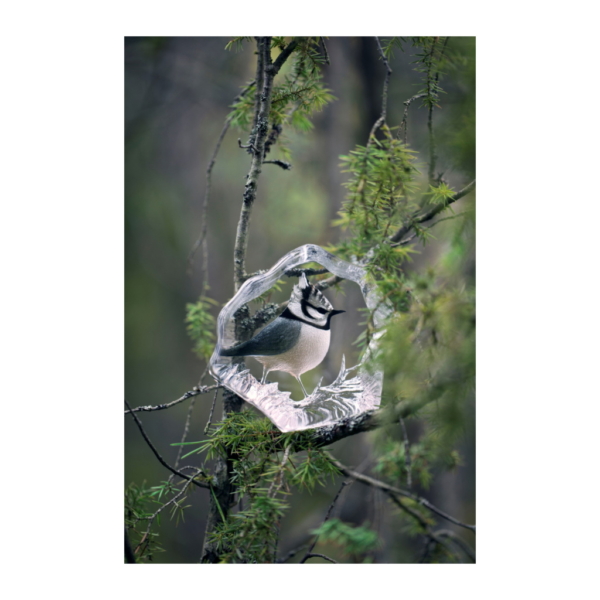 Tofsmes Wildlife, Målad - Bild 2