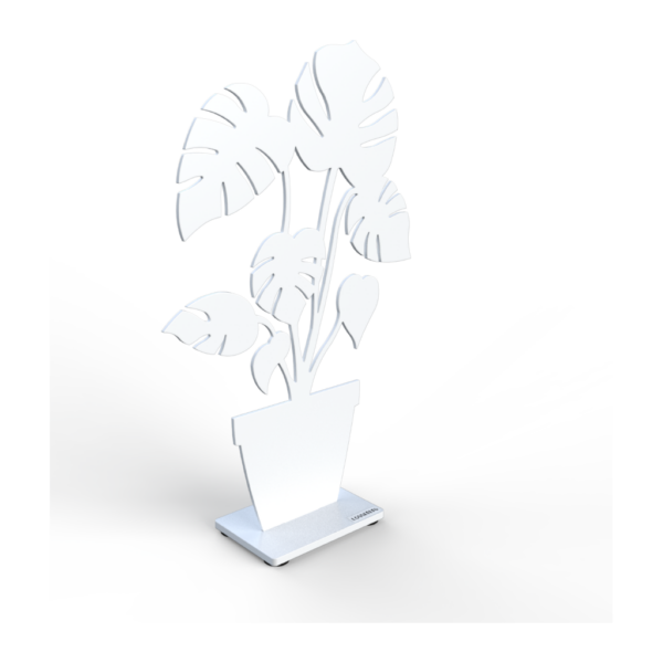 Monstera 30cm, Vit